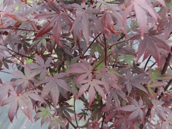 Ahorn palmatum Atropurpureum 4